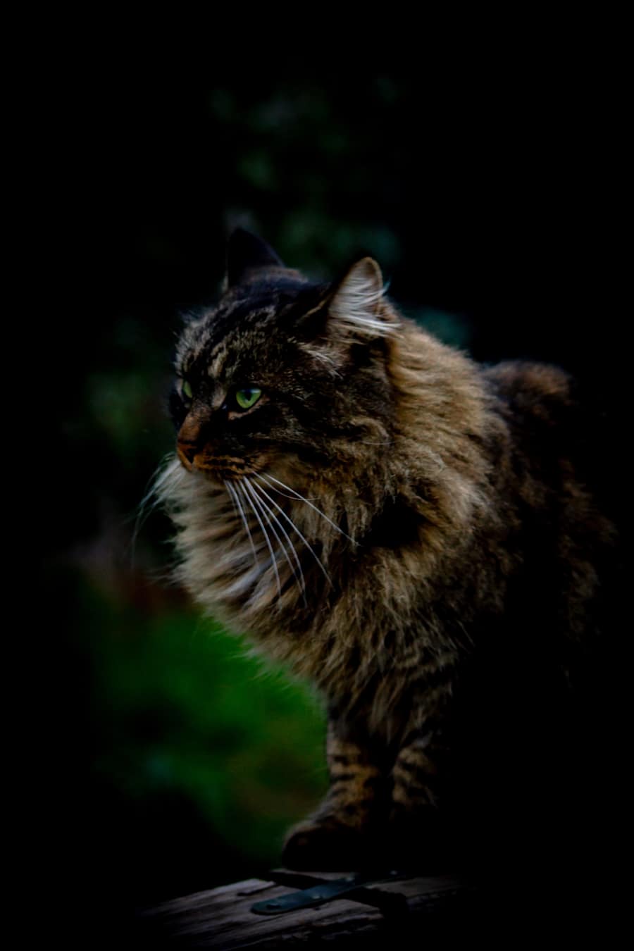 Album Gatti